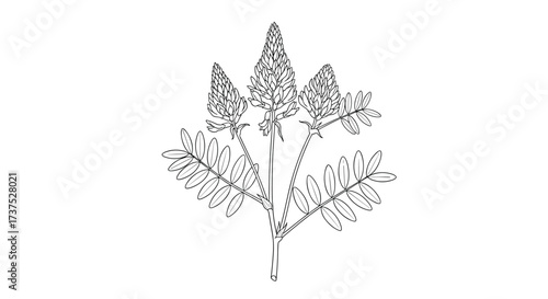 Detailed botanical illustration of a coniferous evergreen tree foliage representing intricate natural fractal patterns.