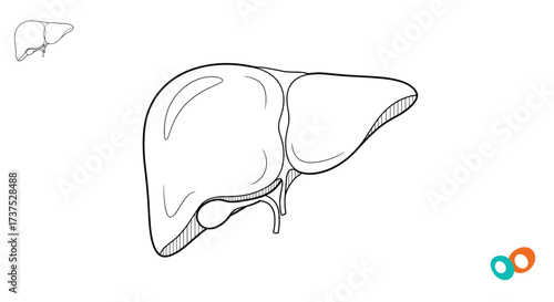 A detailed scientific illustration of the human liver and its primary anatomical features.
