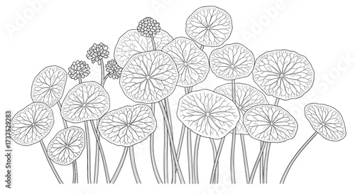 A field of fluffy dandelion seeds waiting for the wind to carry them away.