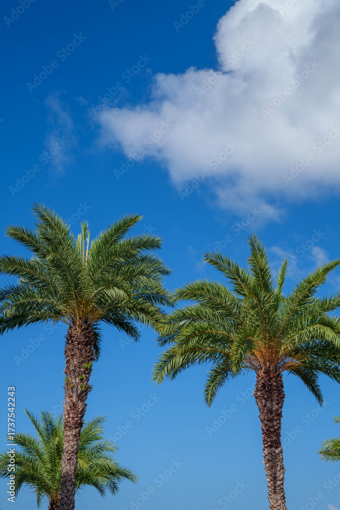 Fototapeta premium Three palm trees with blue sky background in Okinawa, Japan / 沖縄の青空を背景にした3本のヤシの木