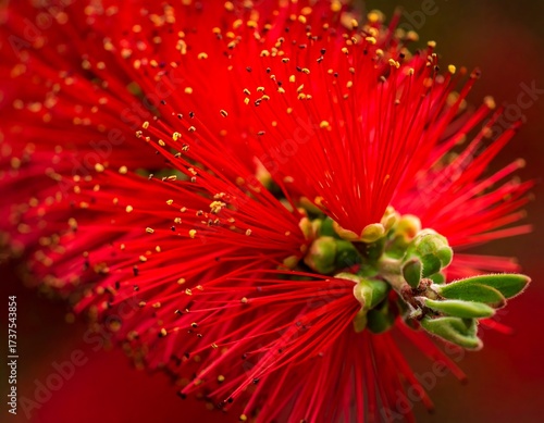 Close Up of Red Bottlebrush Flower.