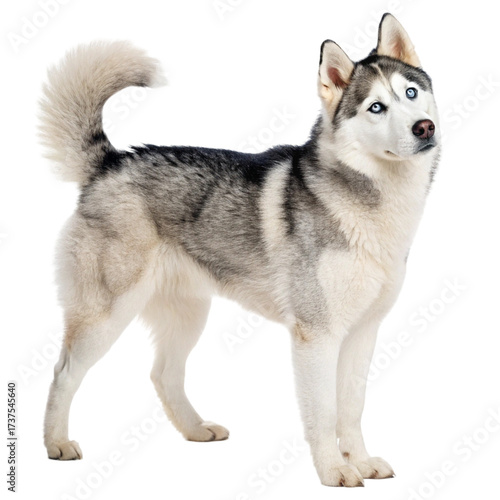 Siberian Husky dog breed isolated on transparent background  
