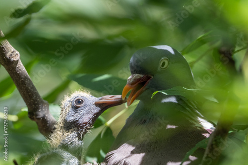 Taube mit ihren Küken  sitzend im Nest