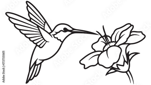 Hummingbird and Flower Outline Illustration