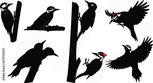 Black woodpecker silhouettes with red head patch, perched and flying birds, wildlife illustration, ornithology study, forest nature design, vector art
