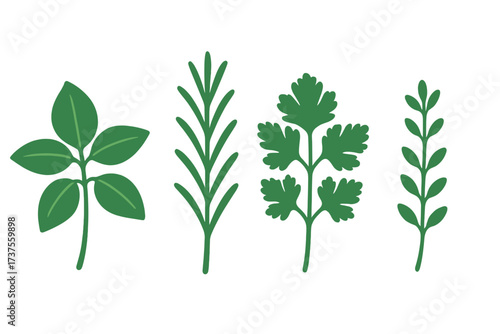 Set of fresh green culinary herbs for cooking, garnishing, and seasoning food
