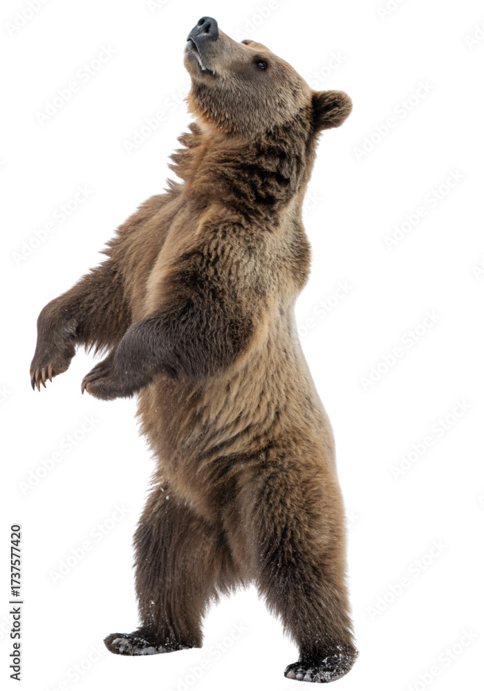 Fototapeta premium brown bear cub
