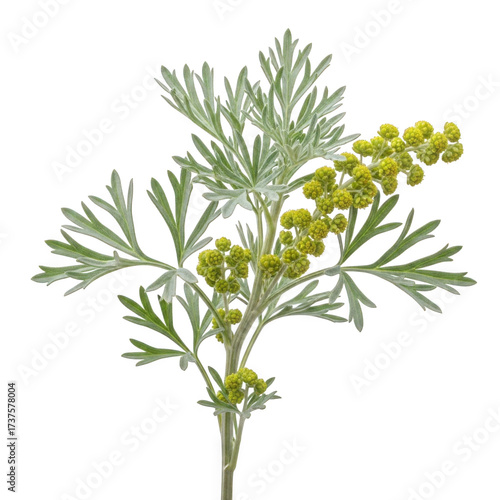 Картината върху платно Artemisia absinthium (wormwood) — “silvery foliage with tiny yellow-green blooms, aromatic herb