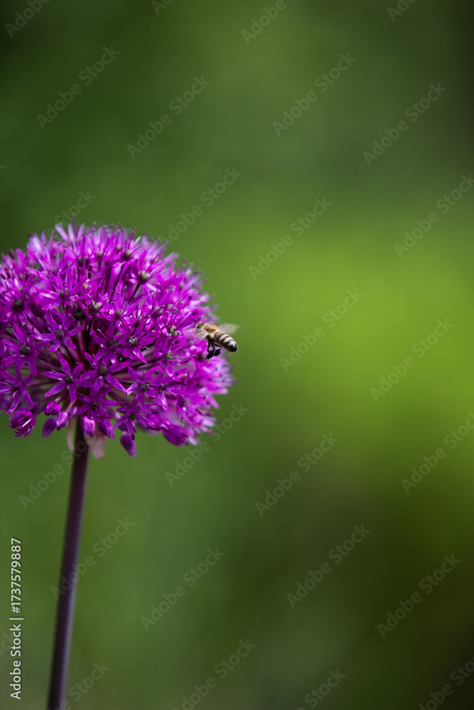 Fototapeta premium Bee collecting nectar from purple allium flower