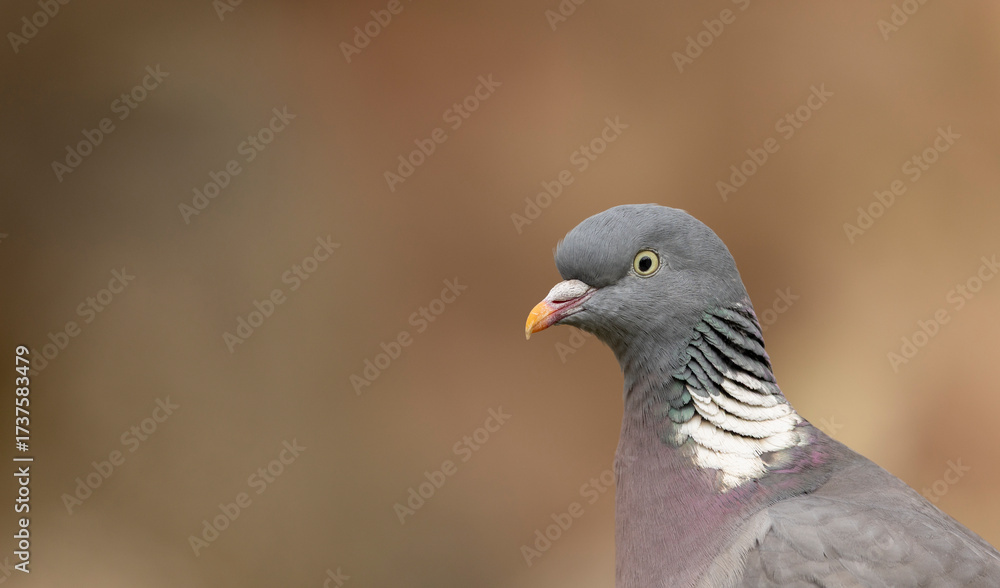 Naklejka premium A detailed close-up portrait of a wood pigeon, showcasing iridescent neck feathers, sharp yellow eye, and smooth plumage.