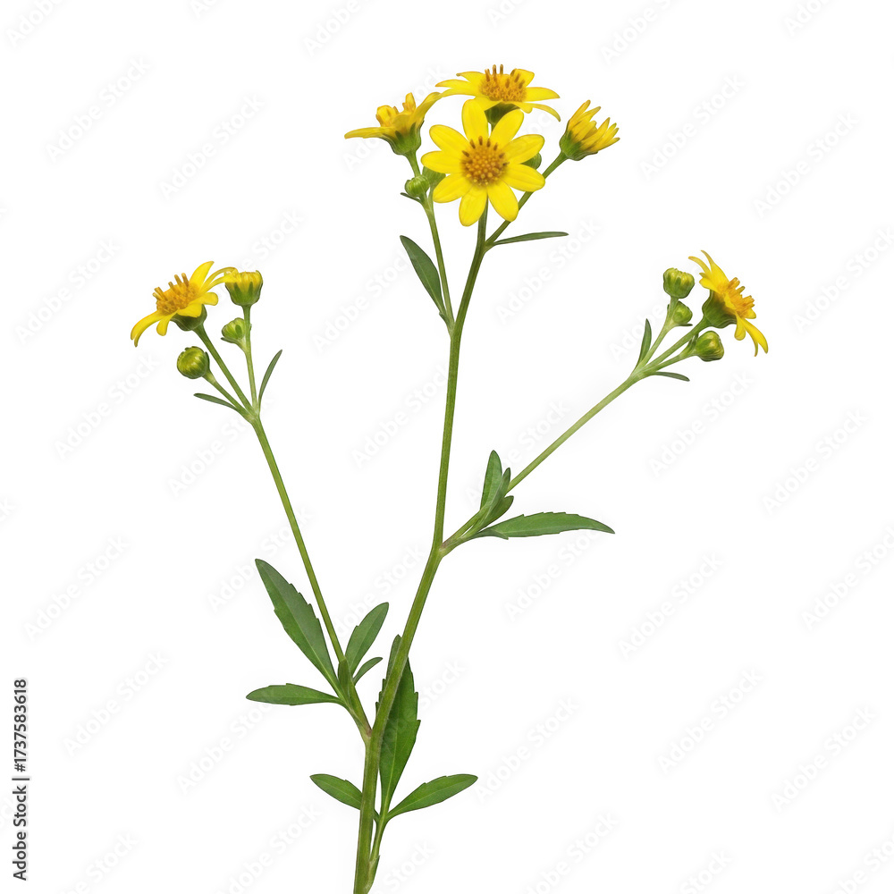 Fototapeta premium Bidens leptocephala — “slender-headed beggartick with delicate yellow blooms.”.