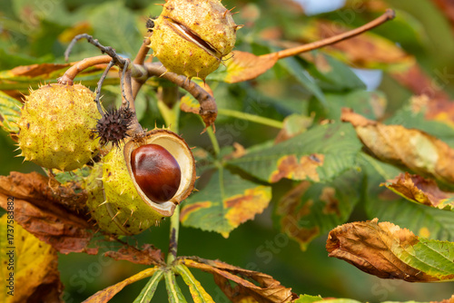 Horse-chestnuts on conker tree branch - Aesculus hippocastanum fruits in autumn.