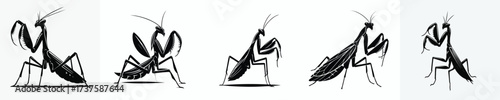 vector black and white silhouette of a praying mantis