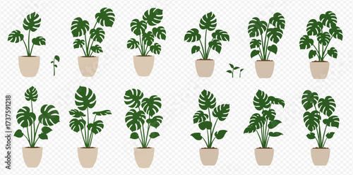 Collection of potted Monstera plants in various growth stages, isolated on a transparent background.