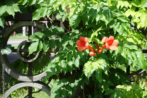 Iron fence covered with flowering Campsis radicans in June