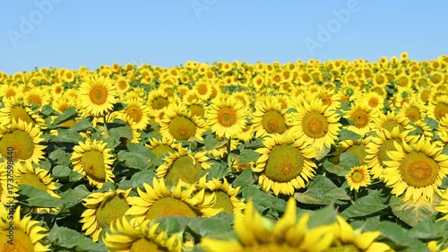 field with blooming sunflowers