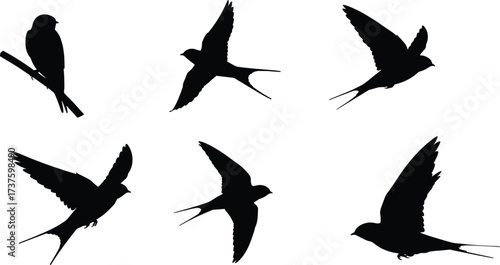 Silhouette, swallow, bird, perched, branch, flying, wings, motion, nature, wildlife, flock, migration, freedom, black, white, background, isolated, vector, design, illustration