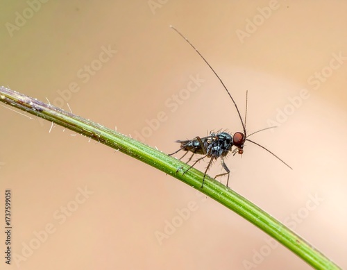Tiny insect, dark bluish-gray, on a blade of green grass. Soft, out-of-focus background
