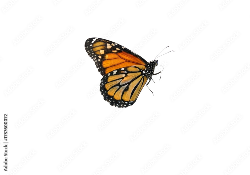 Fototapeta premium Butterfly with transparent png background