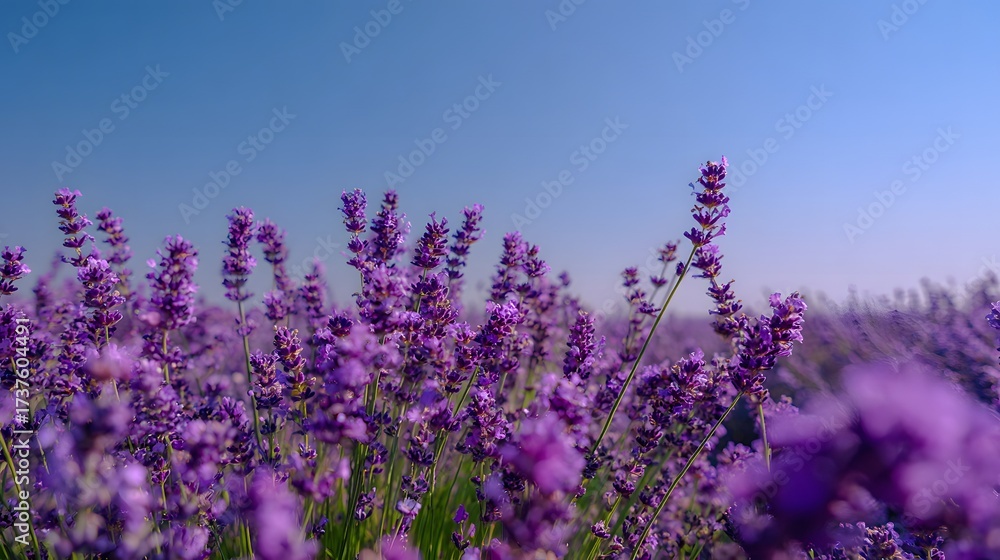 Obraz premium Fields of vibrant purple flowers stretch toward the clear blue sky, bathed in warm sunlight, creating a scene of natural beauty, tranquility, and serenity, perfect for conveying peaceful and floral...