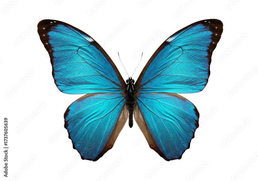 Fototapeta premium Butterfly with transparent png background