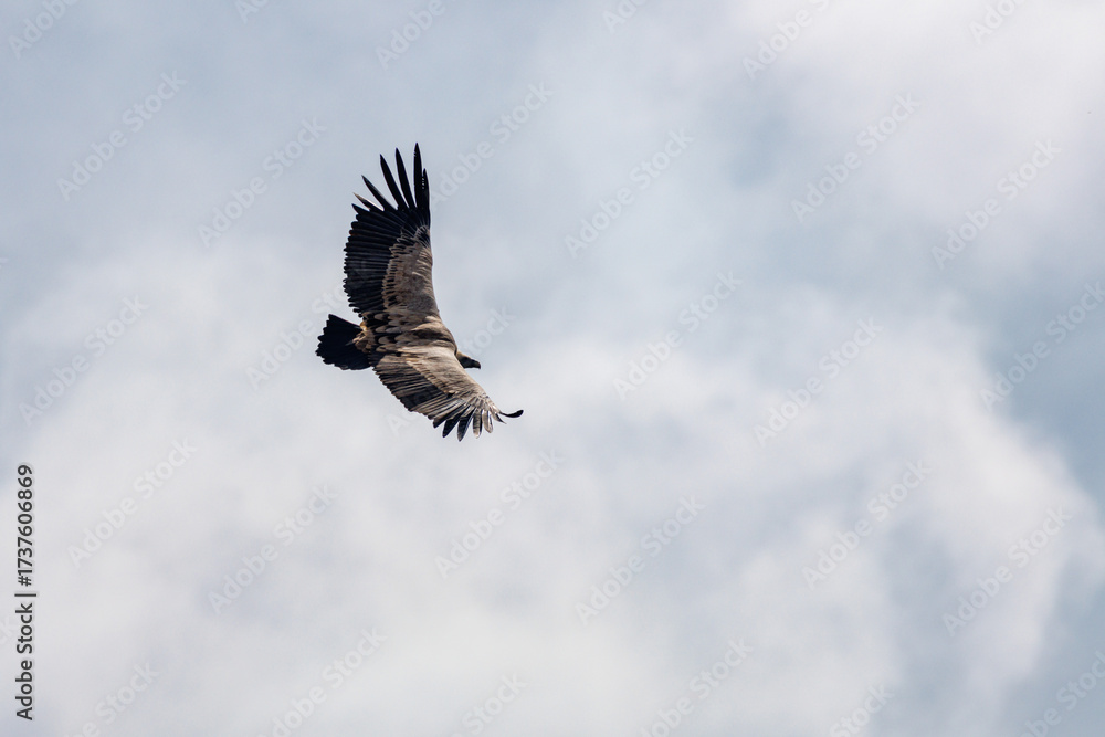 Fototapeta premium Majestuoso buitre gyps fulvus con detalle de su espalda en vuelo con fondo de nubes, Alcoy, España