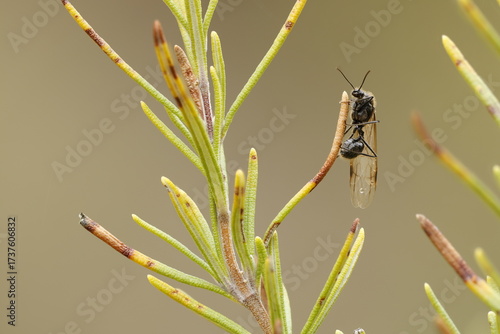 Apilado de enfoque de hormiga voladora agujas de romero, Alcoy, España