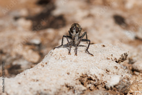 Frontal de mosca asesina asilidae sobre roca mirando a cámara, Alcoy, España