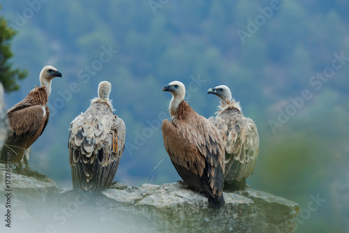 Grupo de 4 Buitres Gyps fulvus posados en una roca del barranco del Cint en Alcoy, España