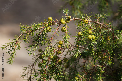 Frutos verdes del arbusto enebro Juniperus oxycedrus, Alcoy, España