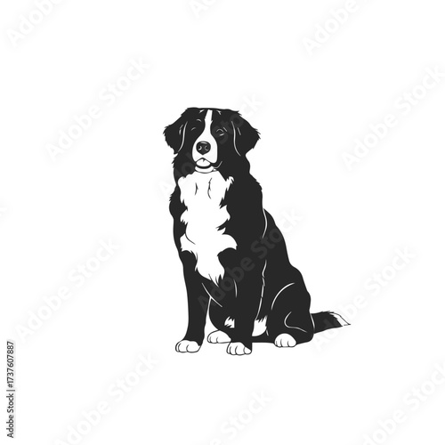 Black and White Bernese Mountain Dog Sitting.