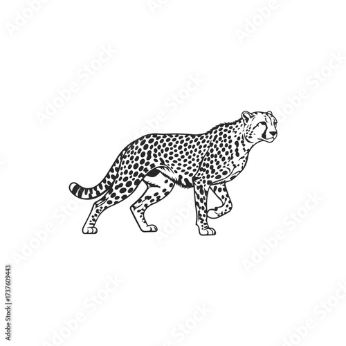 Elegant Cheetah Silhouette Walking Gracefully.