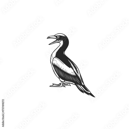 Vintage Illustration of a Cormorant Bird