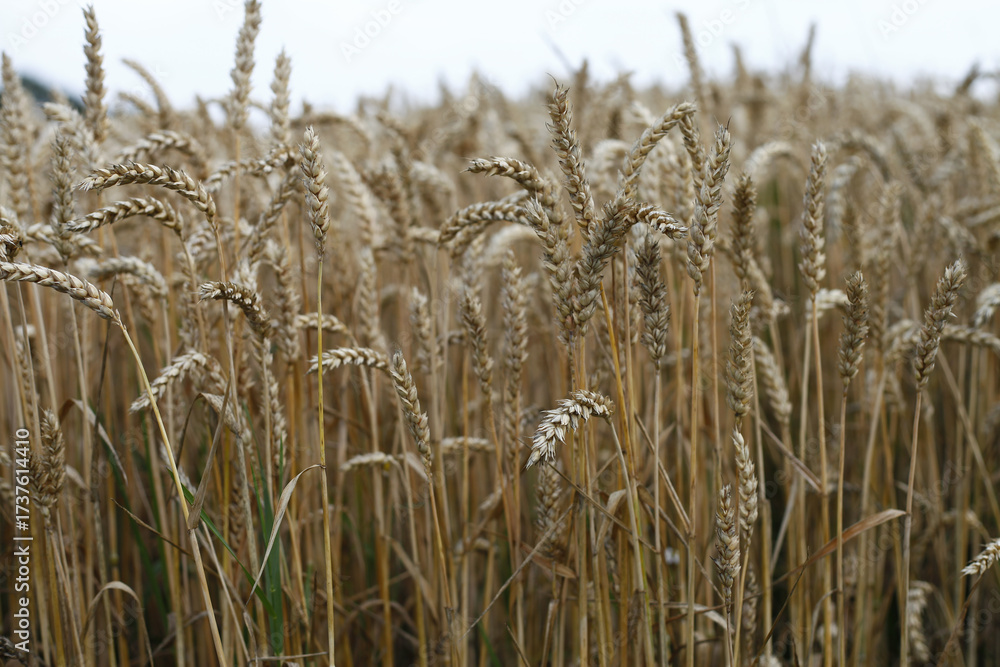 Fototapeta premium A field of ripe wheat ready for harvest under a cloudy sky.