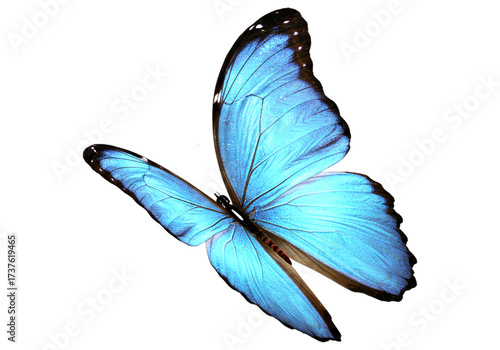 Butterfly with transparent png  background