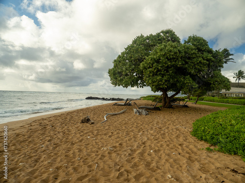 mangrove tree on the beach