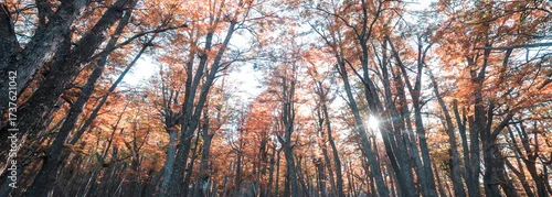 Obraz Autumn forest