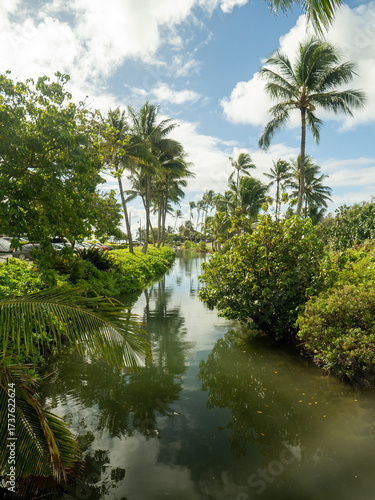tropical forest in Hawaii