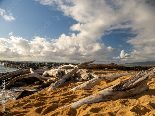 dead tree on the beach