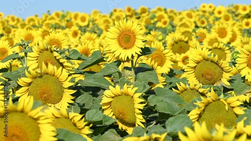 field with blooming sunflowers