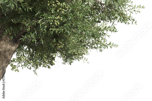 Foreground olive tree Isolated on transparent backgrounds. high quality 3d rendering. png format	