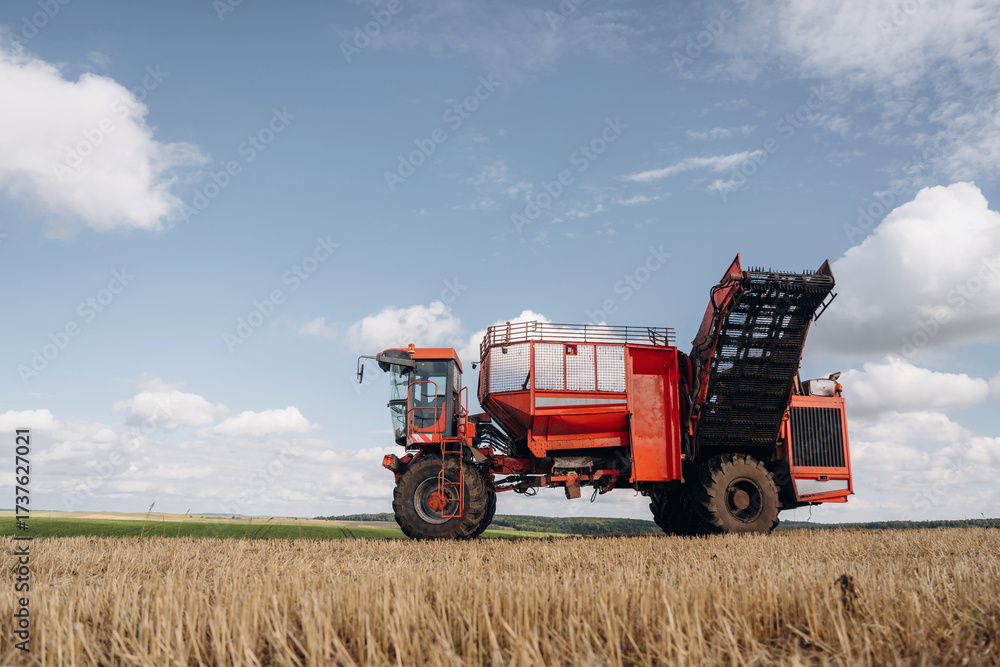 Fototapeta premium Beet harvester is on the agricultural field at daytime