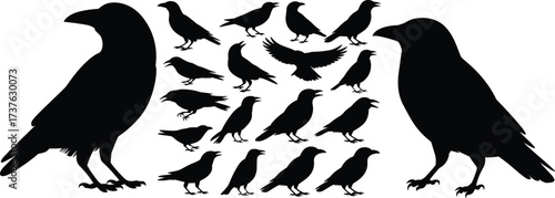 Black crow silhouettes set, flying and perched birds, raven shapes, vector illustration of dark bird outlines on white background