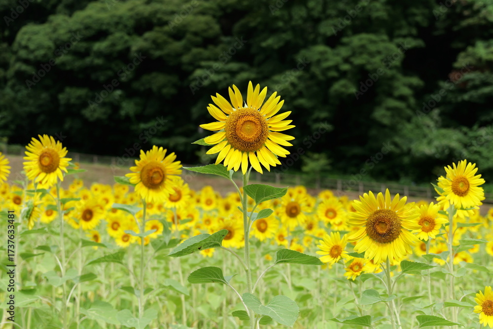 Fototapeta premium 横須賀, くりはま花の国のひまわり畑