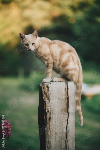Katze auf Pfahl