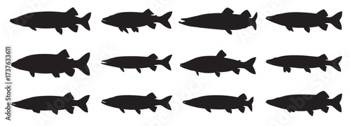 muskellung fish silhouette white background vector illustration