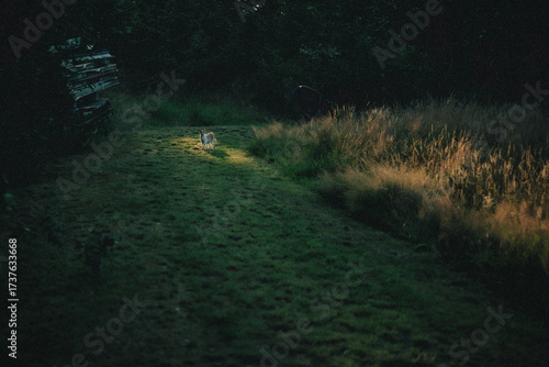 Katze im Licht
