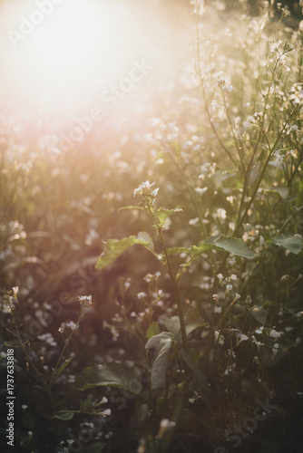 Sonne und Blumen