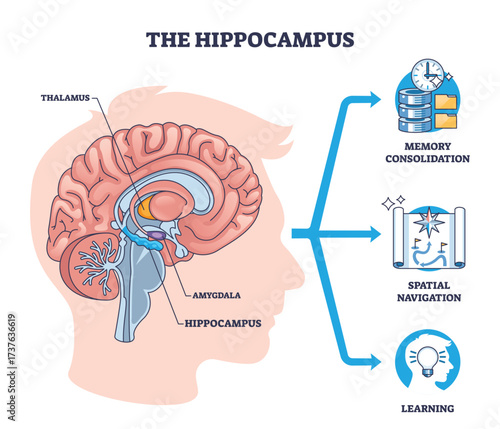 Hippocampus diagram illustrates brain anatomy driving memory, spatial navigation, and learning, key objects, hippocampus, amygdala, thalamus. Outline diagram