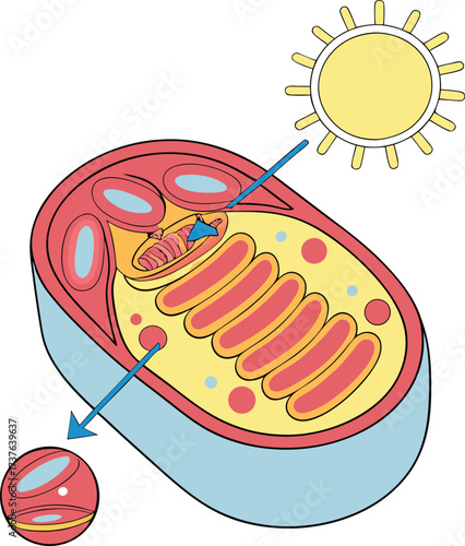 Detailed scientific representation of a cell organelle demonstrating the process of photosynthesis with sunlight and energy conversion, scalable vector graphic